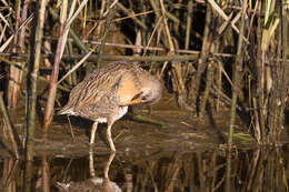 Image of Clapper Rail