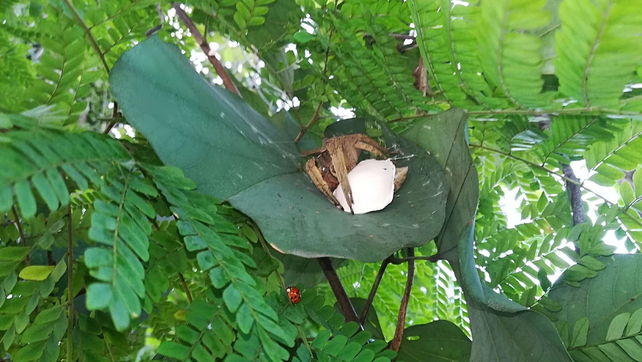 صورة Phoneutria boliviensis (F. O. Pickard-Cambridge 1897)