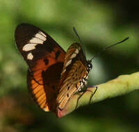 Image of Acraea encedon Linnaeus 1758