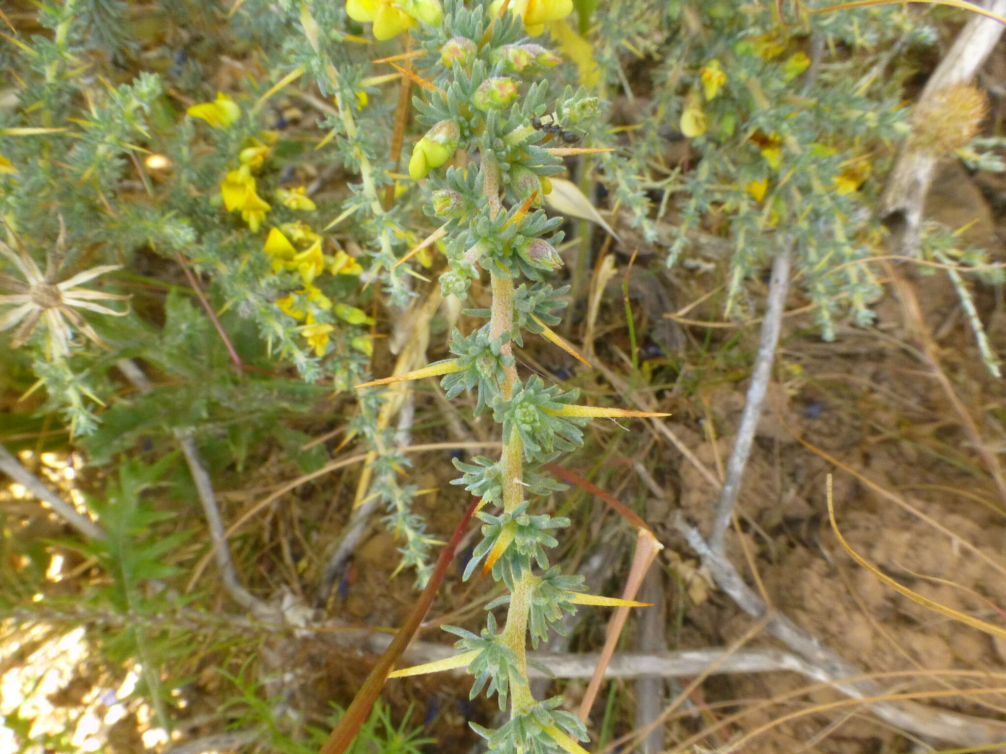 Plancia ëd Aspalathus acanthophylla Eckl. & Zeyh.