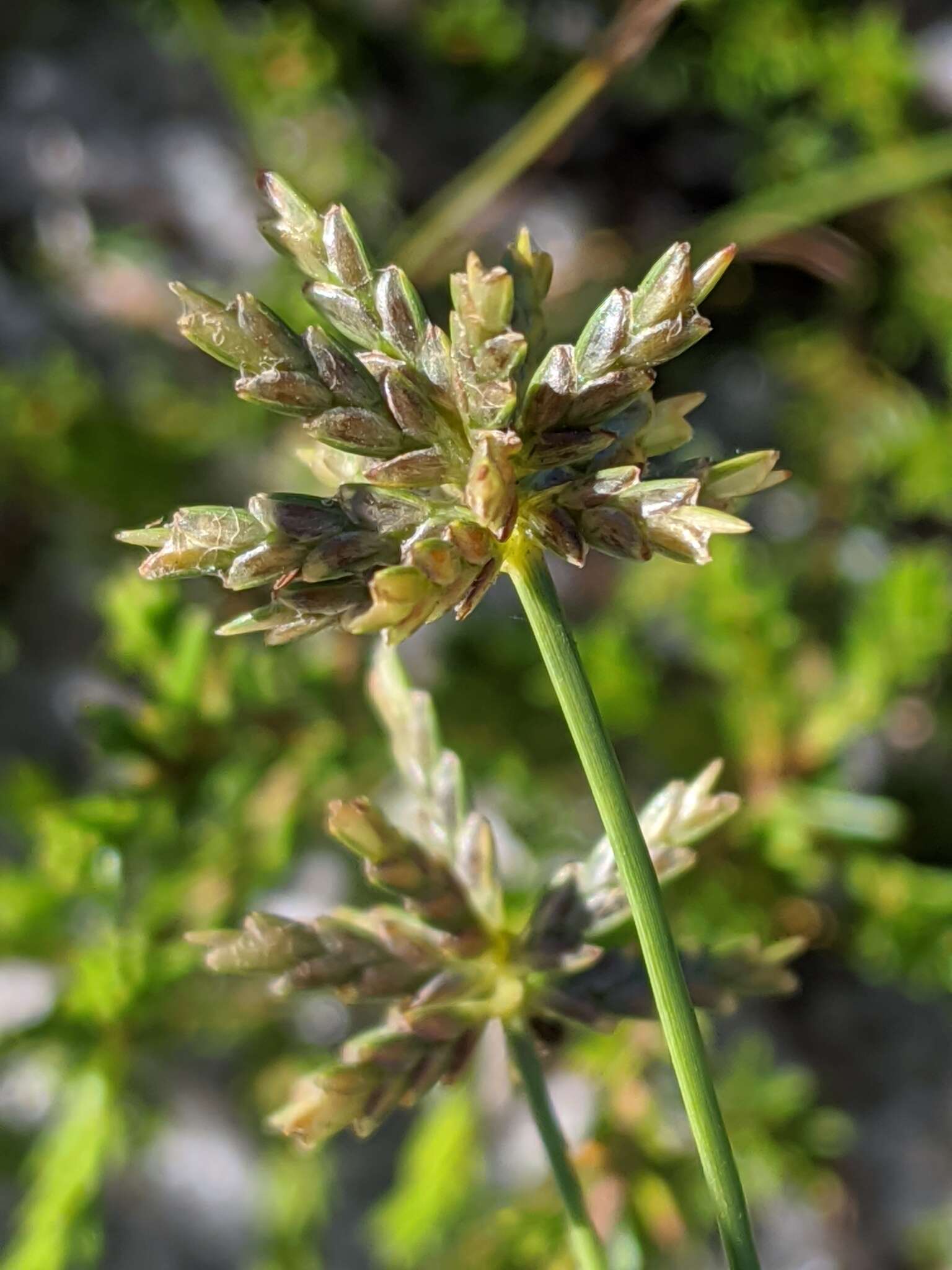 Image de Cyperus grayi Torr.