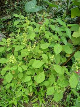 Слика од Ocimum campechianum Mill.