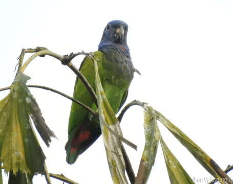 Image of Blue-headed Parrot