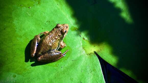 Image of Acris gryllus gryllus