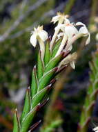 Image of Struthiola ciliata (L.) Lam.