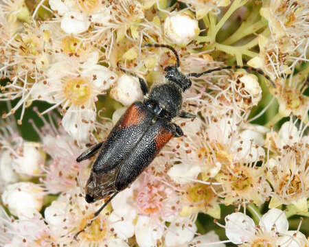 Image of Brachyleptura vagans (Olivier 1795)