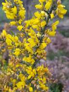 Image de Ulex micranthus Lange