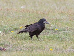 Plancia ëd Corvus frugilegus pastinator Gould 1845