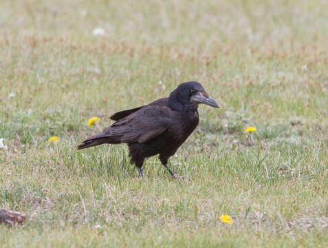 Image of Corvus frugilegus pastinator Gould 1845