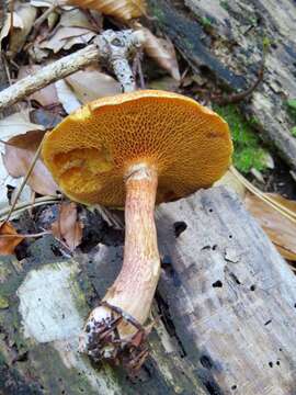 Imagem de Suillus tridentinus (Bres.) Singer 1945