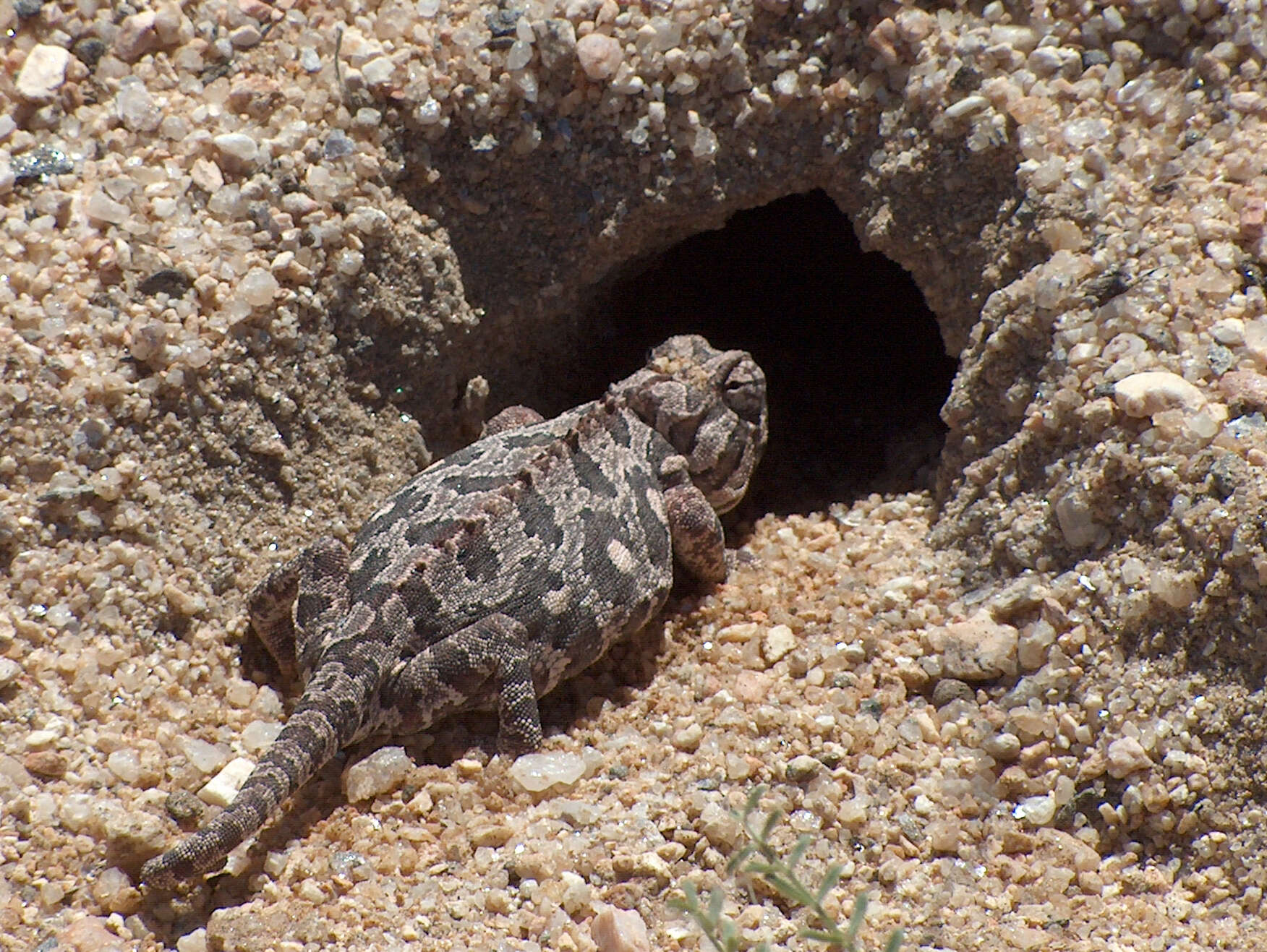 Image of Desert Chameleon