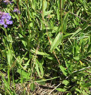 Plancia ëd Penstemon washingtonensis D. D. Keck