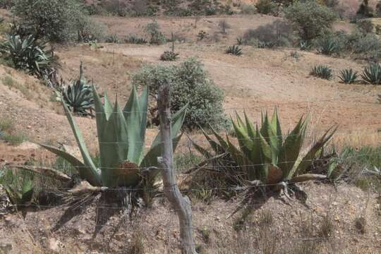 Image of Agave gentryi B. Ullrich