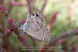 Image of Theclinesthes sulpitius (Miskin 1890)