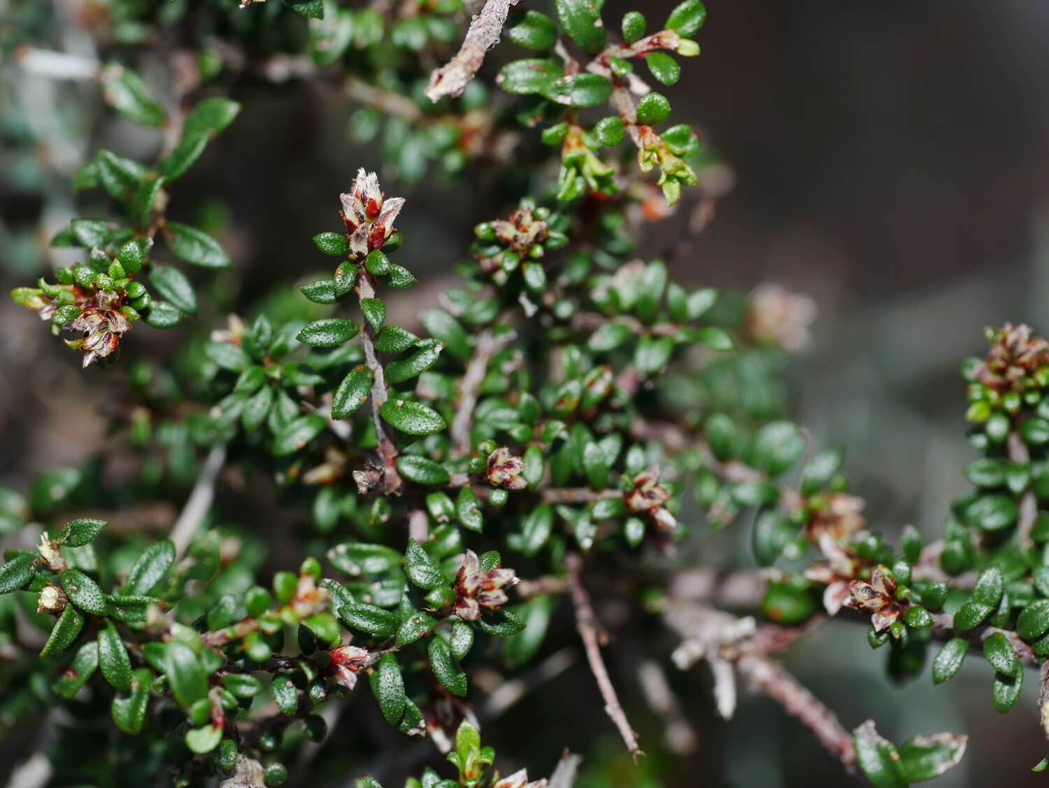 Image of Pultenaea gunnii subsp. tuberculata