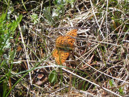 Plancia ëd Boloria chariclea helena