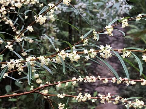 Image of Pimelea axiflora F. Müll.