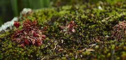 Crassula exilis subsp. cooperi (Regel) Tölken resmi