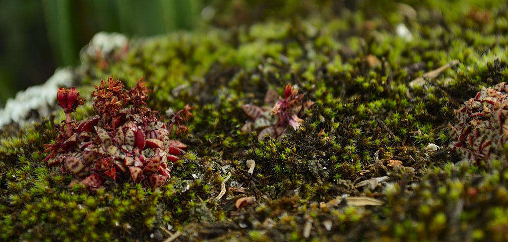 Crassula exilis subsp. cooperi (Regel) Tölken resmi