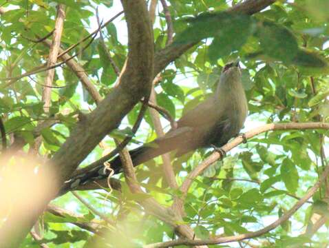 Image of Green-billed Malkoha