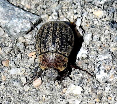 Image of Phyllophaga (Tostegoptera) lanceolata (Say 1824)