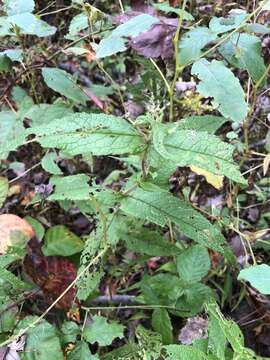 Image de <i>Eupatorium truncatum</i>