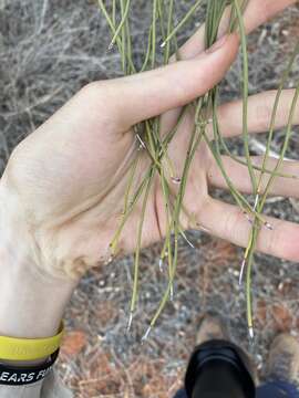 Image of Bootlace oak