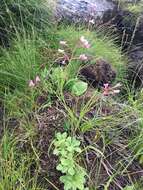 صورة Disa oreophila subsp. erecta H. P. Linder