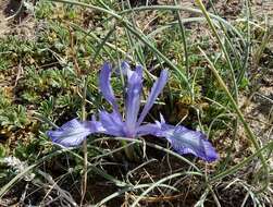 Image of Iris tenuifolia Pall.