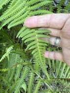 صورة Dryopteris filix-mas subsp. brittonii Fraser-Jenk. & Widén