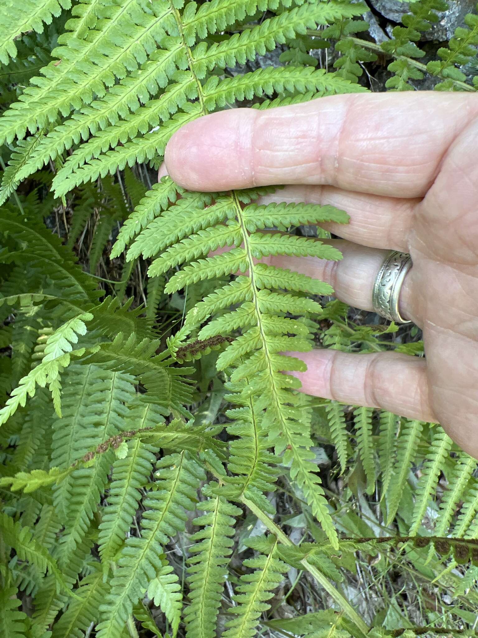 Sivun Dryopteris filix-mas subsp. brittonii Fraser-Jenk. & Widén kuva