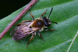 Image of Andrena helvola (Linnaeus 1758)