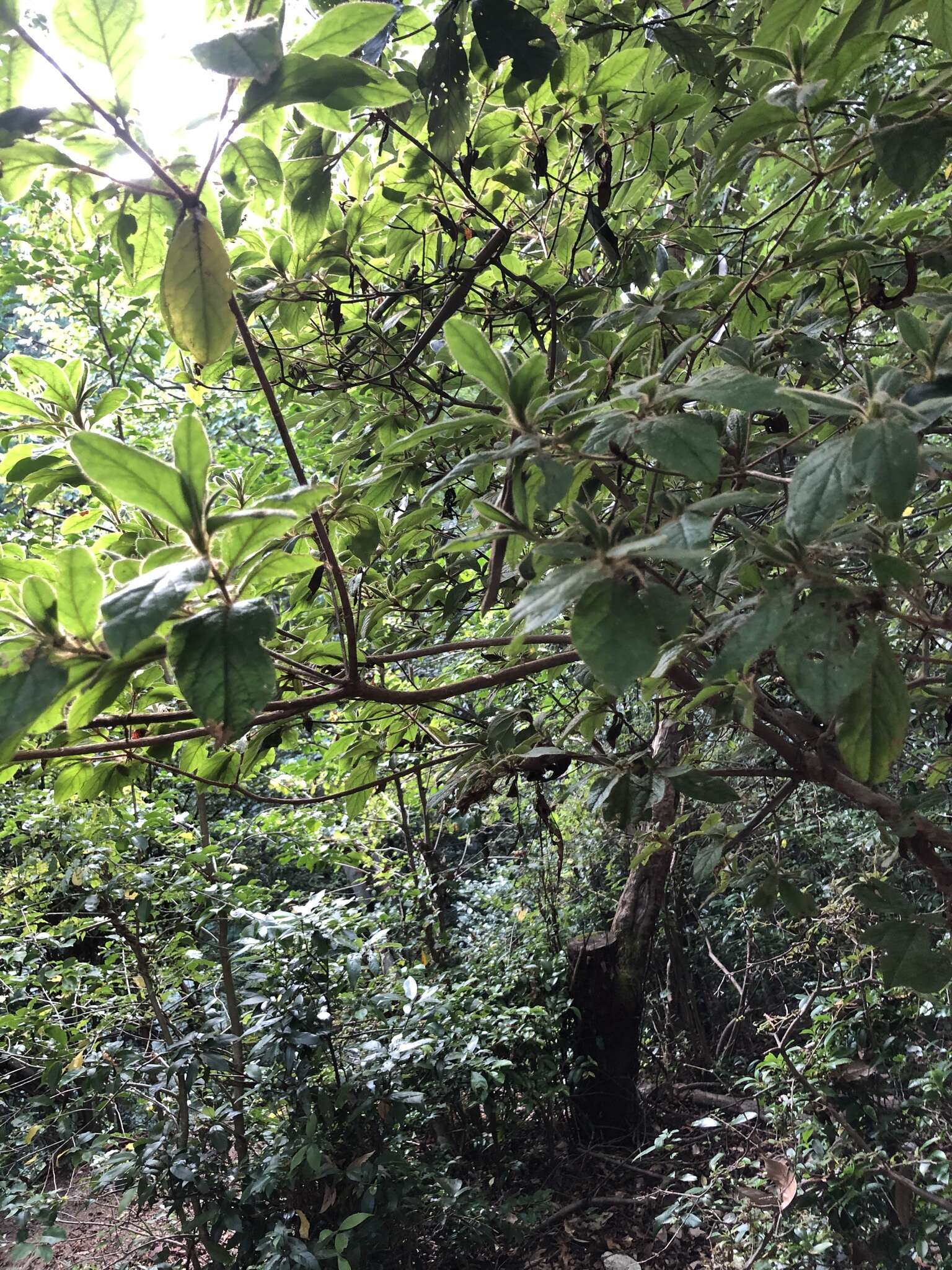 Plancia ëd Rhododendron macrosepalum Maxim.