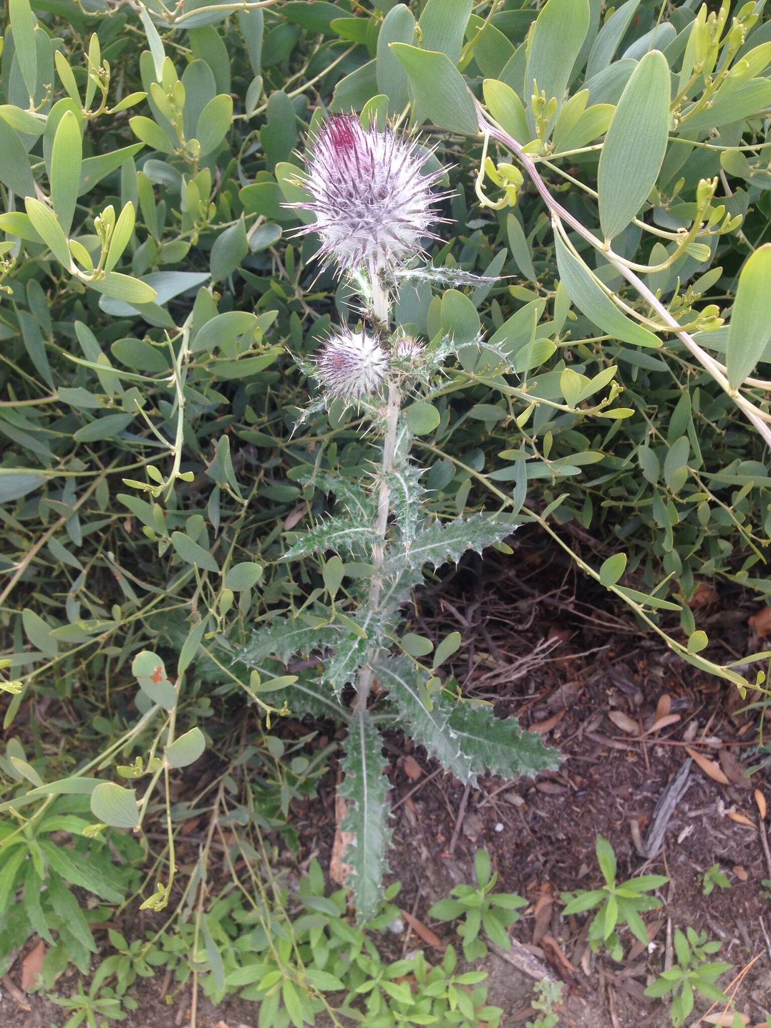 Imagem de Cirsium occidentale var. occidentale