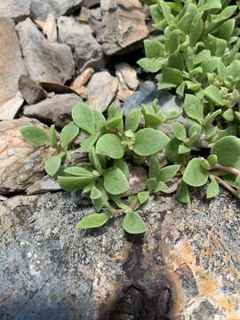 Imagem de Delosperma lebomboense (L. Bol.) Lavis