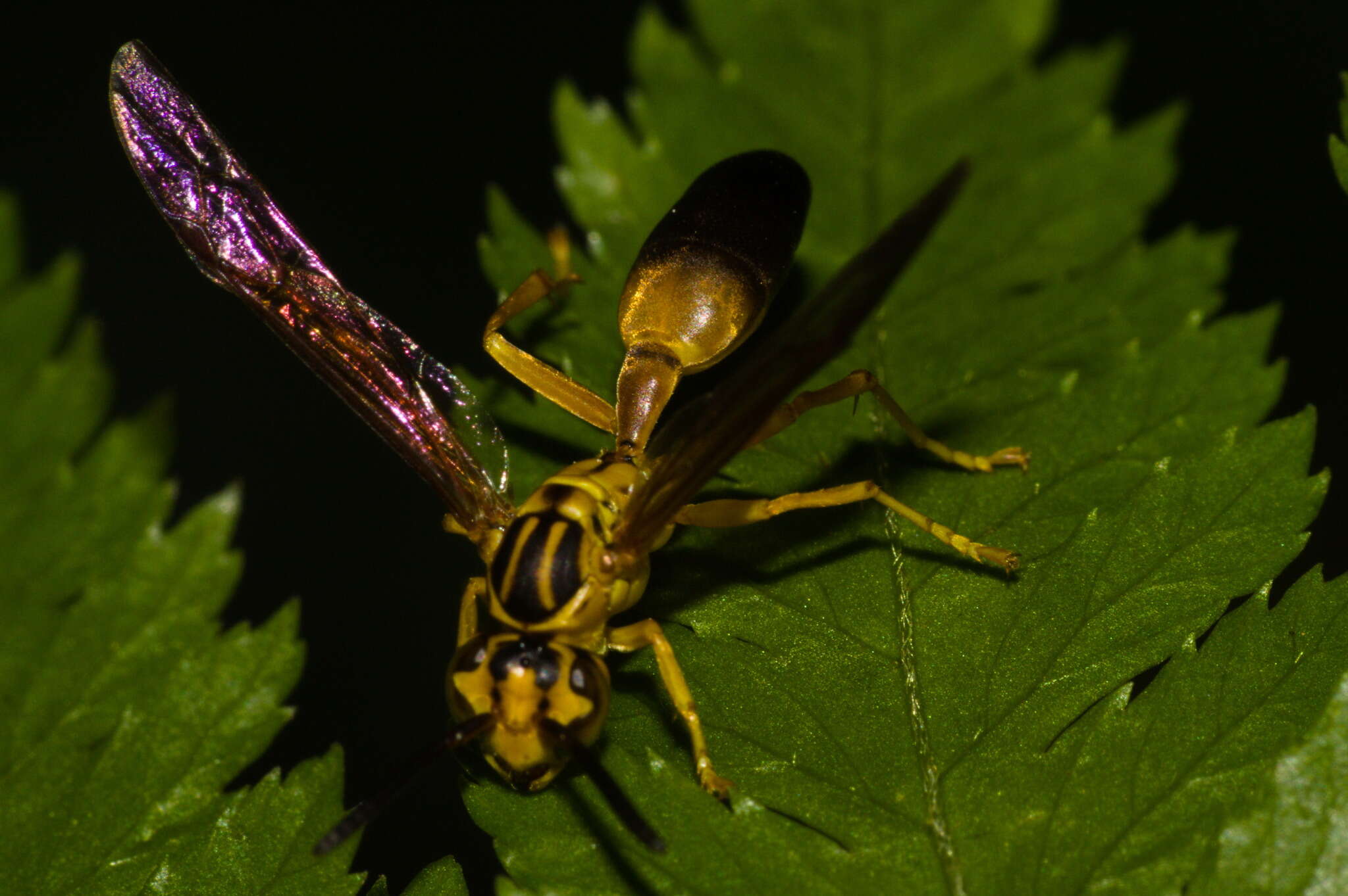 Image of Agelaia pallipes (Olivier 1791)