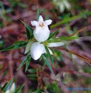 Image of Astroloma xerophyllum (DC.) Sonder