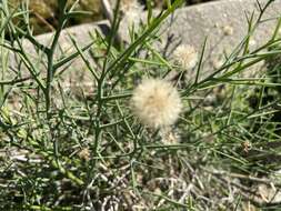 Plancia ëd Chloracantha spinosissima (Brandegee) Nesom