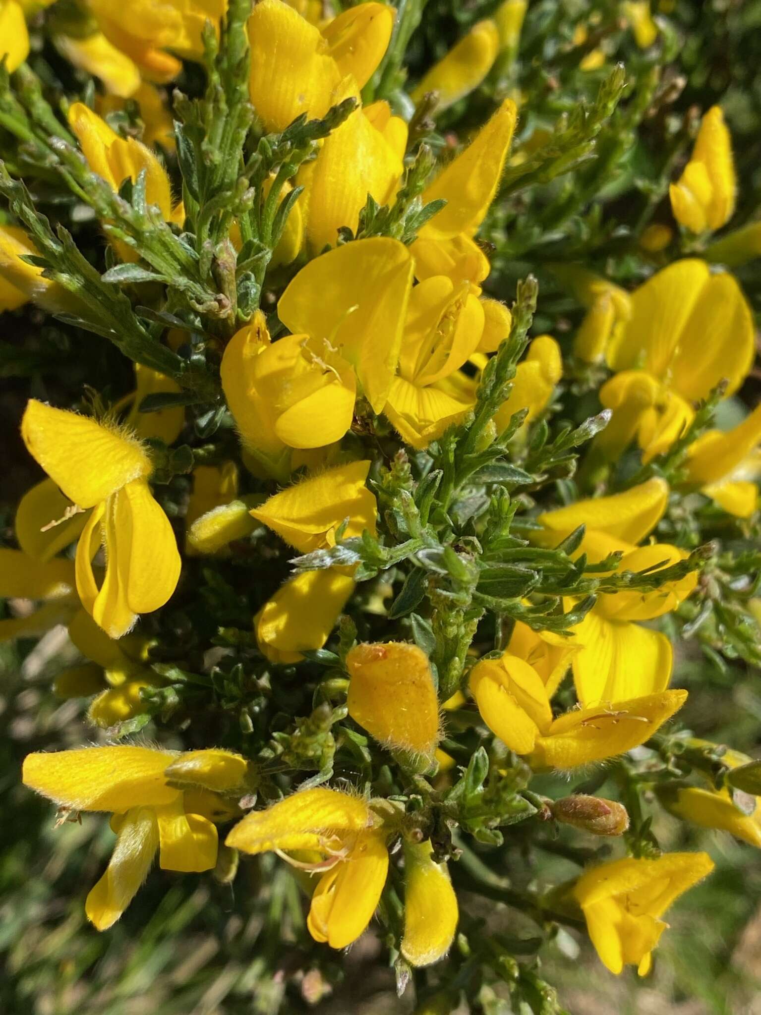 Image of Genista hystrix subsp. legionensis (Pau) P. E. Gibbs