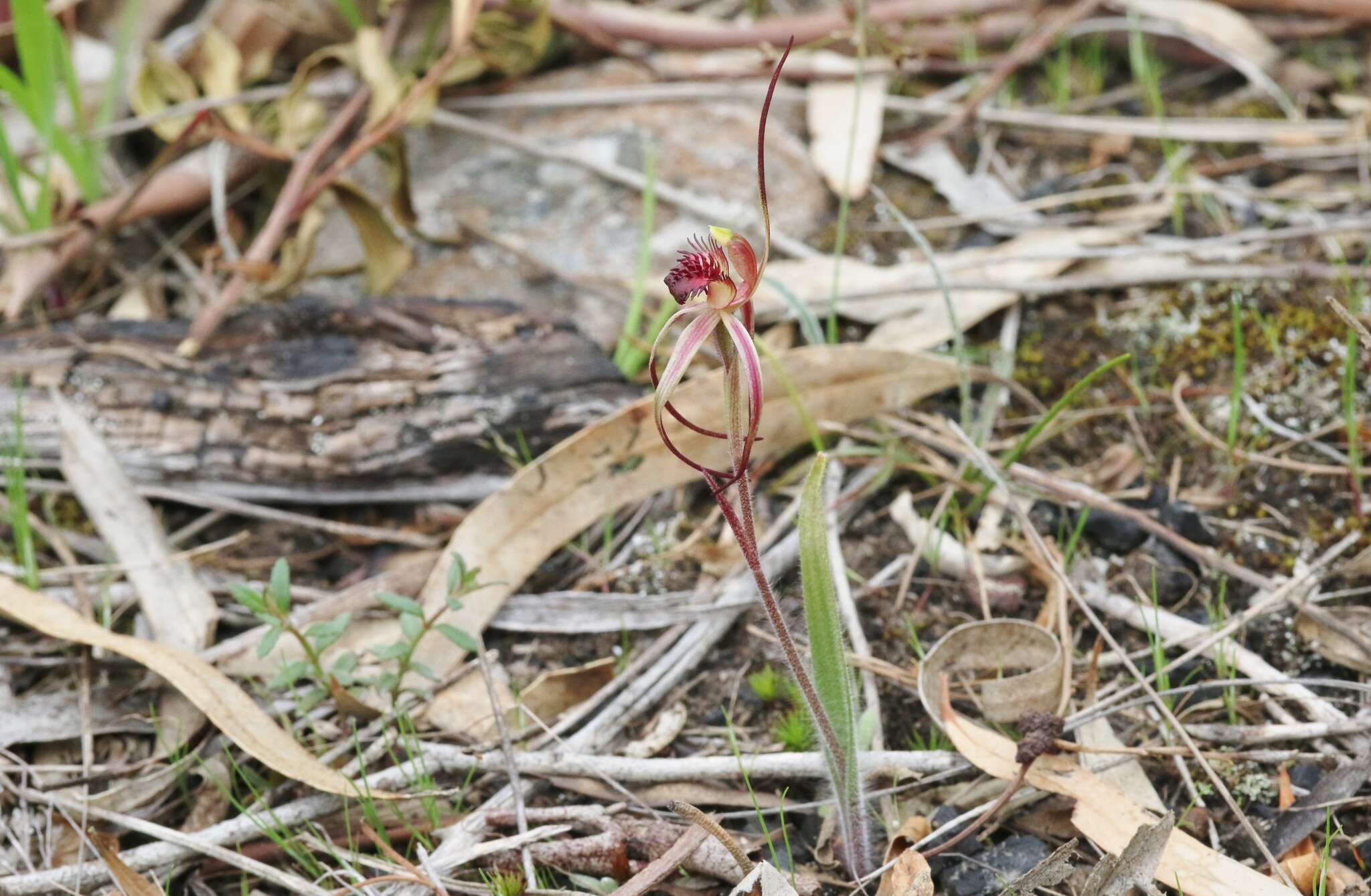 Caladenia caudata Nicholls resmi