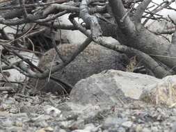 Image of Arctic ground squirrel