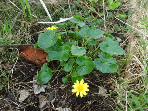 Image of Lesser celandine