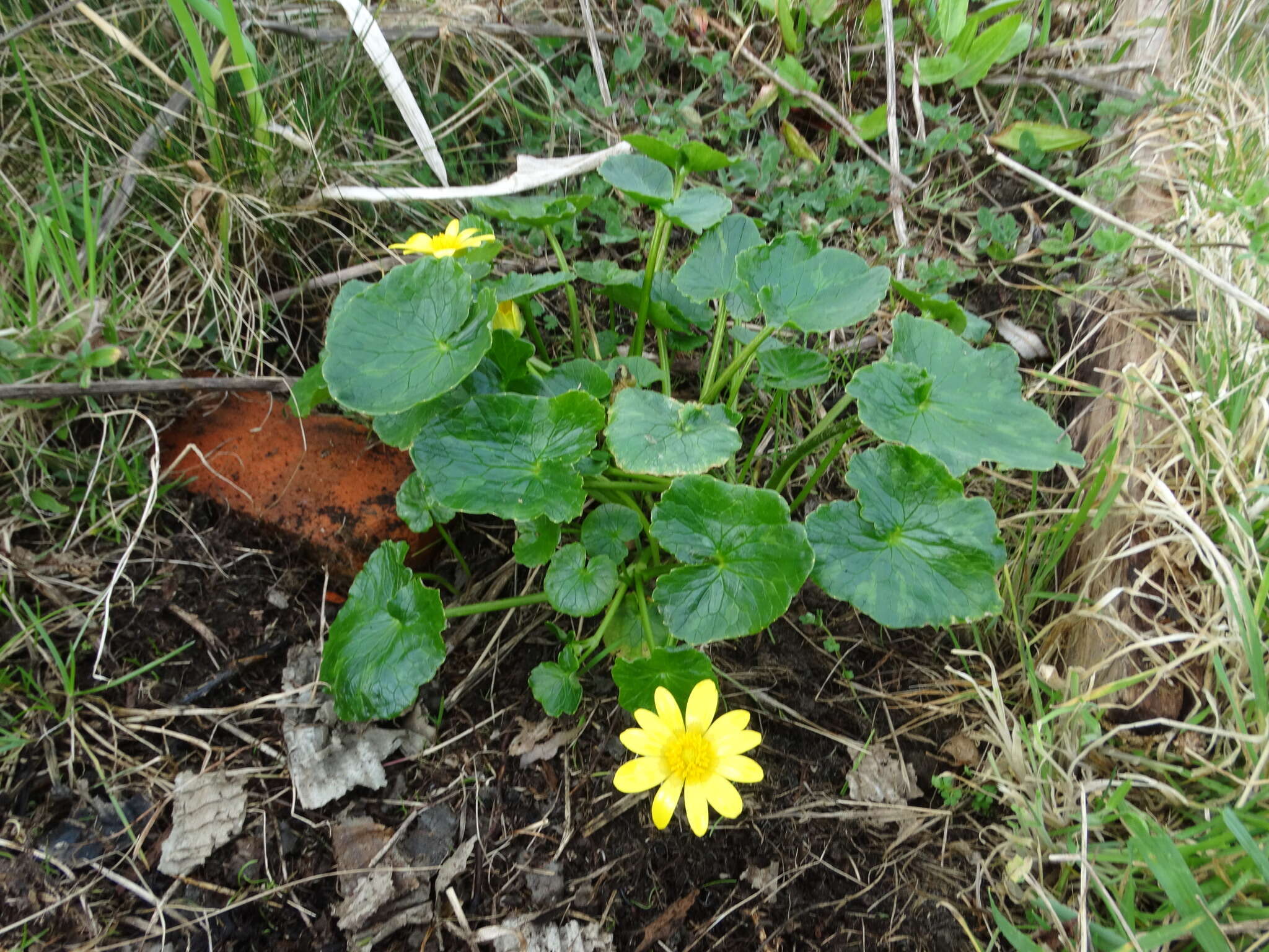 Ficaria verna subsp. verna resmi