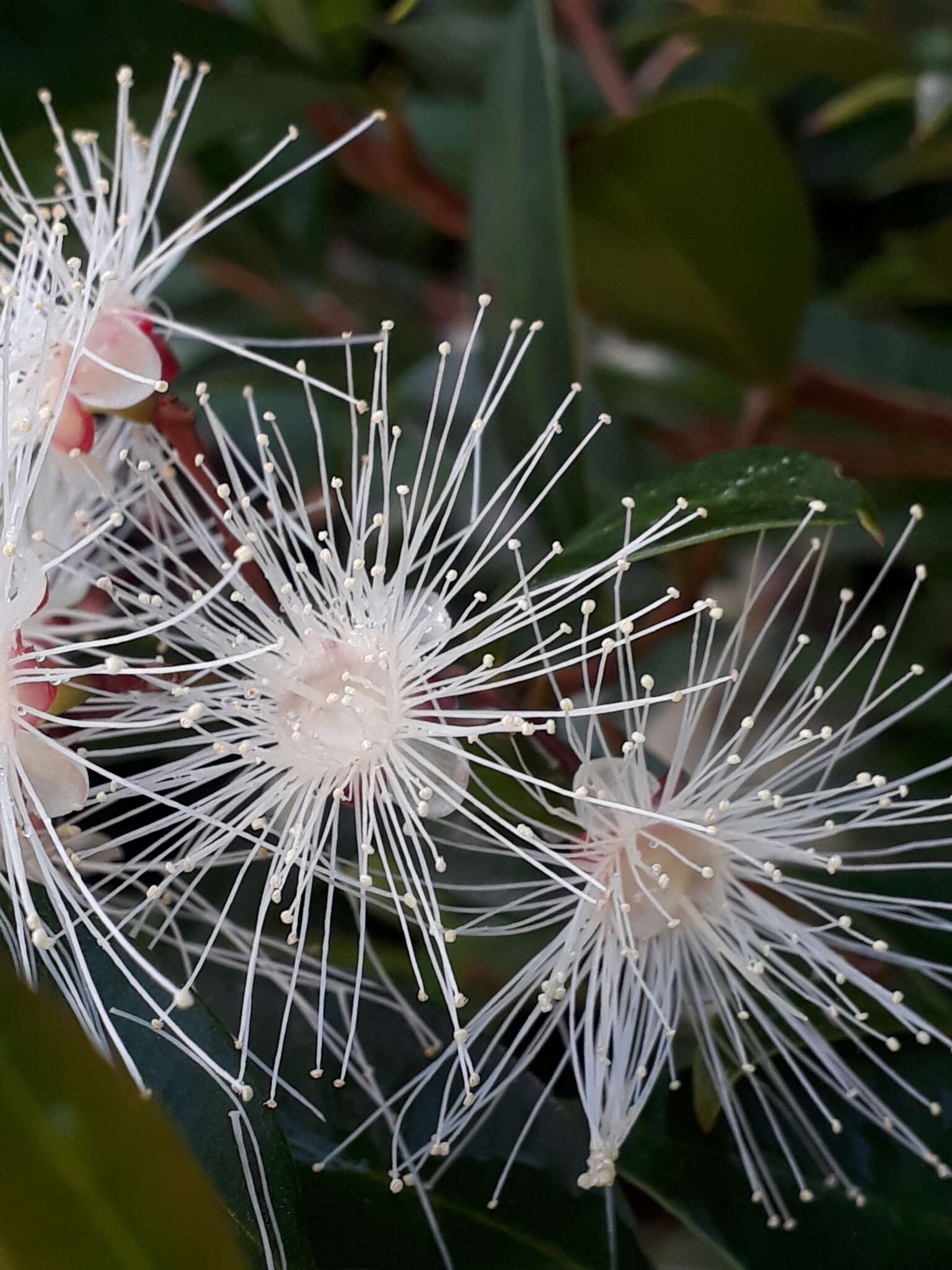 Syzygium paniculatum Gaertn. resmi