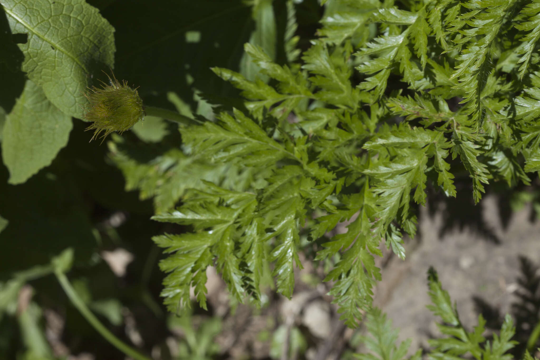 Image of Pulsatilla aurea (N. Busch) Juzepczuk