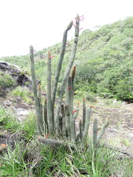 Image of Cleistocactus samaipatanus (Cárdenas) D. R. Hunt