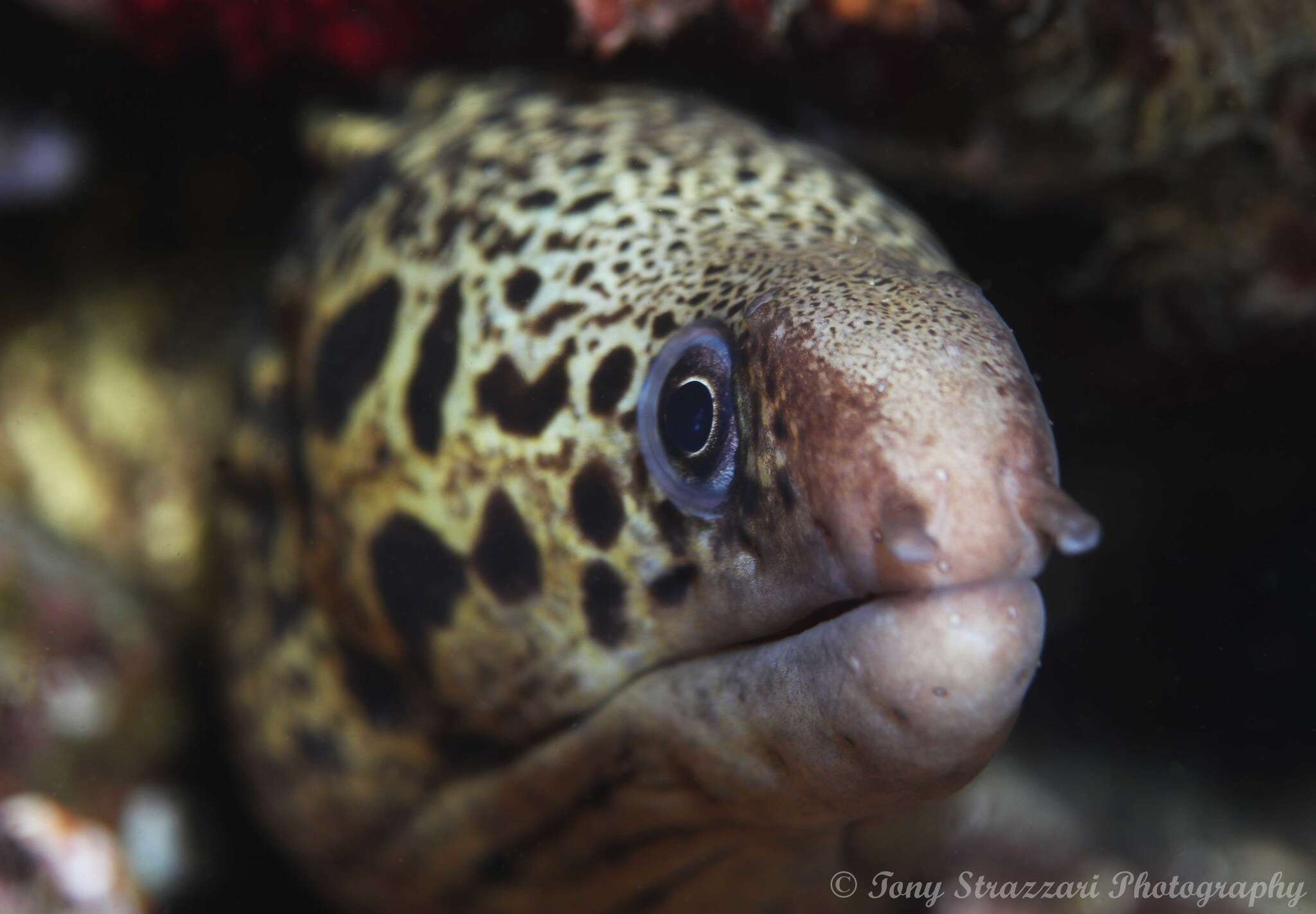 Image of Australian moray