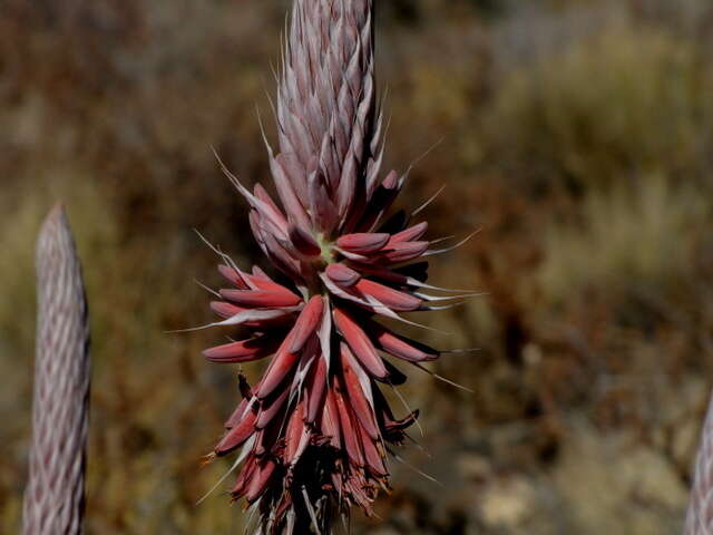 Image of Aloe argenticauda Merxm. & Giess