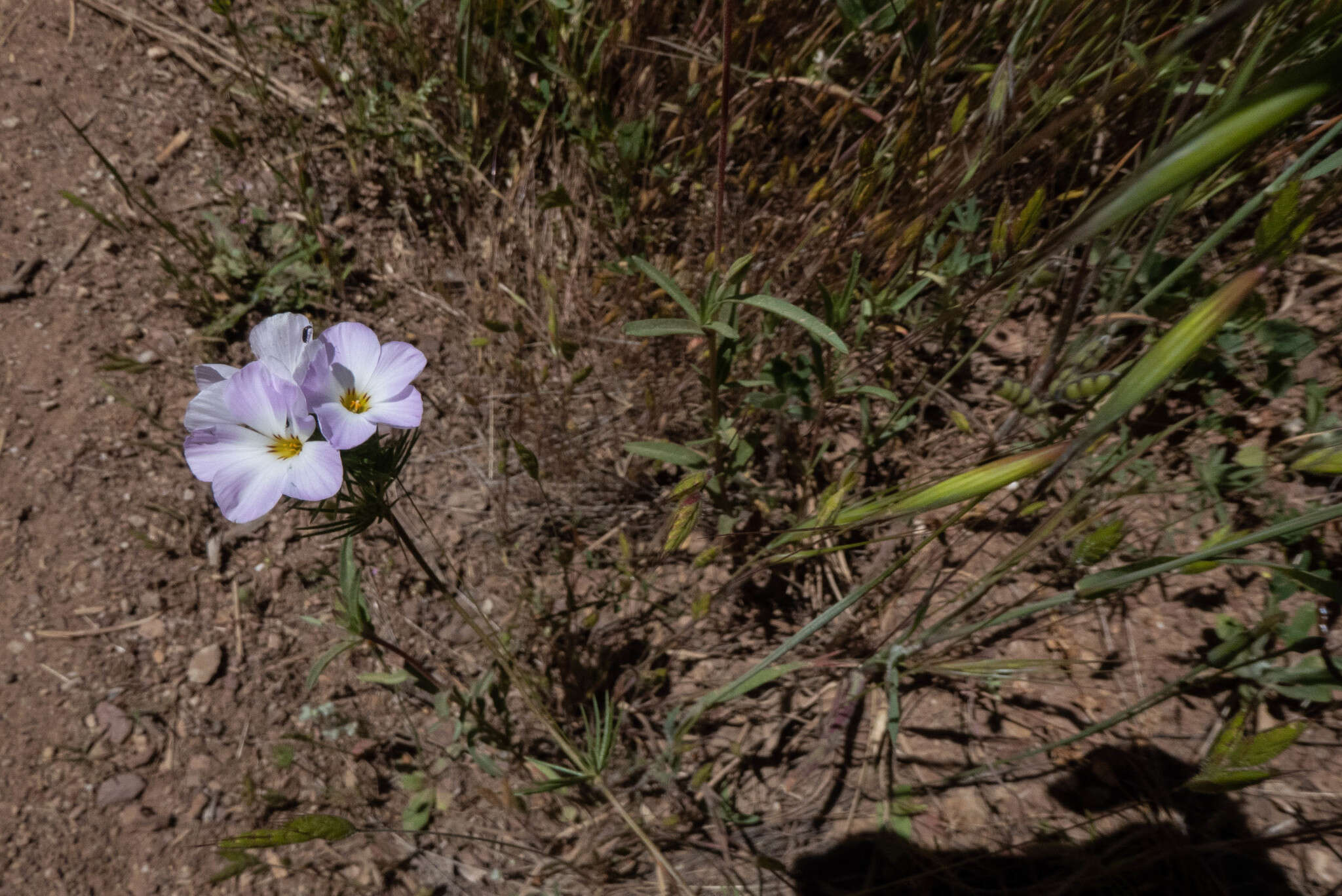 Image of largeflower linanthus