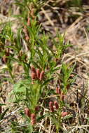 Image de Acalypha caperonioides Baill.